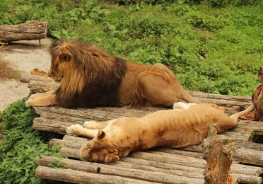 Barcelona Zoo 