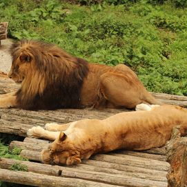 Barcelona Zoo 