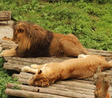 Barcelona Zoo 