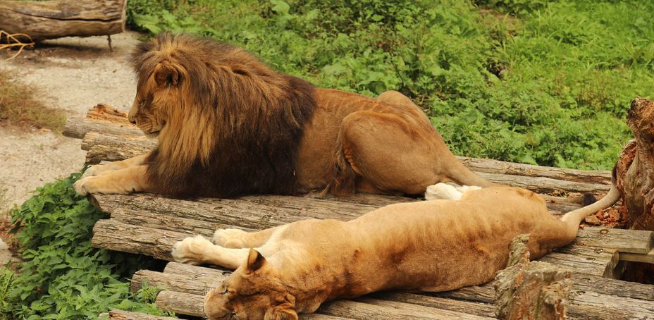 Barcelona Zoo 