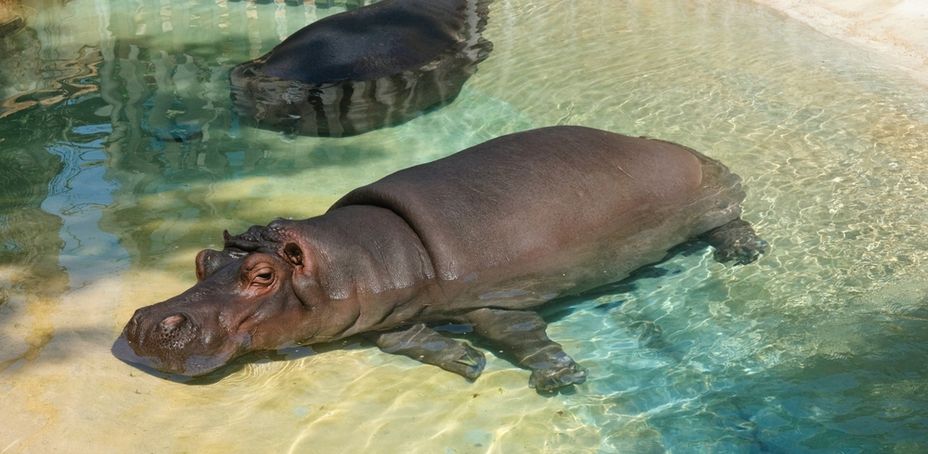 A hippopotamus swims in a clear blue pool with another hippo visible in the background at the zoo.