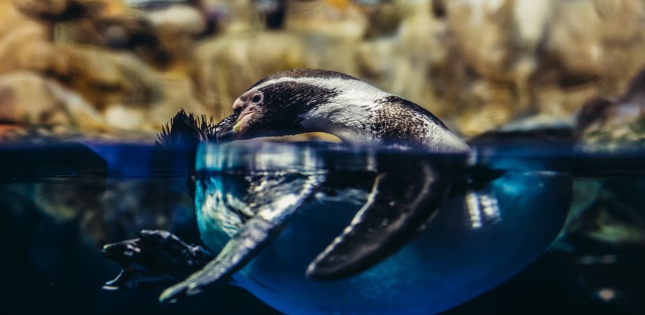 Penguins at Barcelona Aquarium