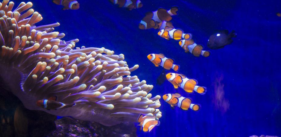 Barcelona Aquarium entrance