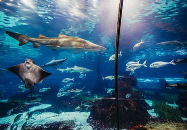 Sharks swimming at Barcelona Aquarium