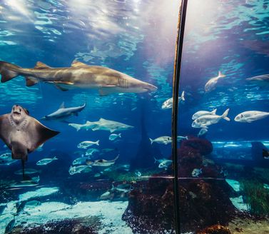 Sharks swimming at Barcelona Aquarium