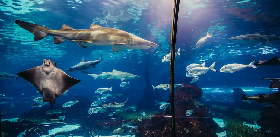 Sharks swimming at Barcelona Aquarium